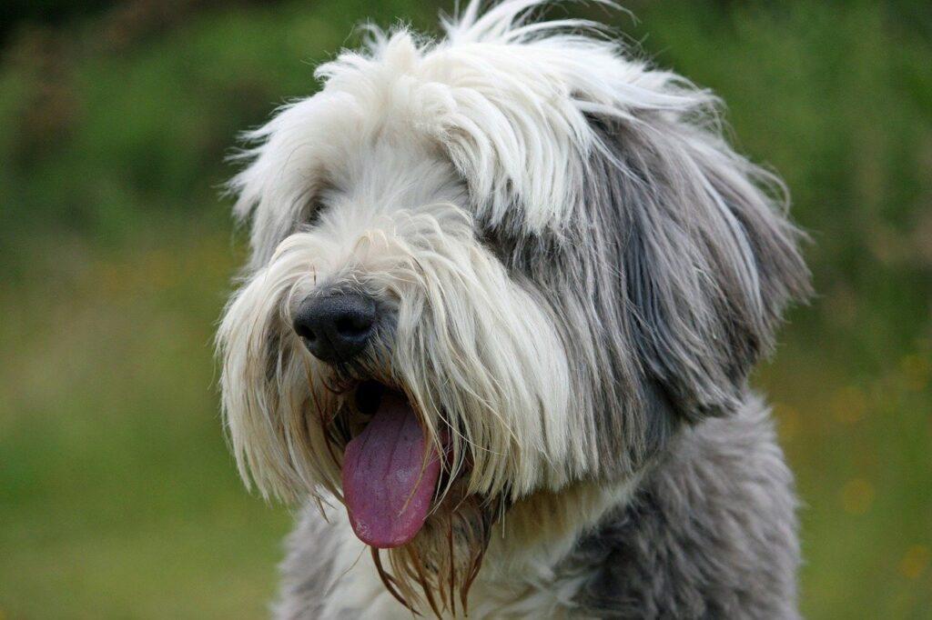 Collie barbudo o Bearded