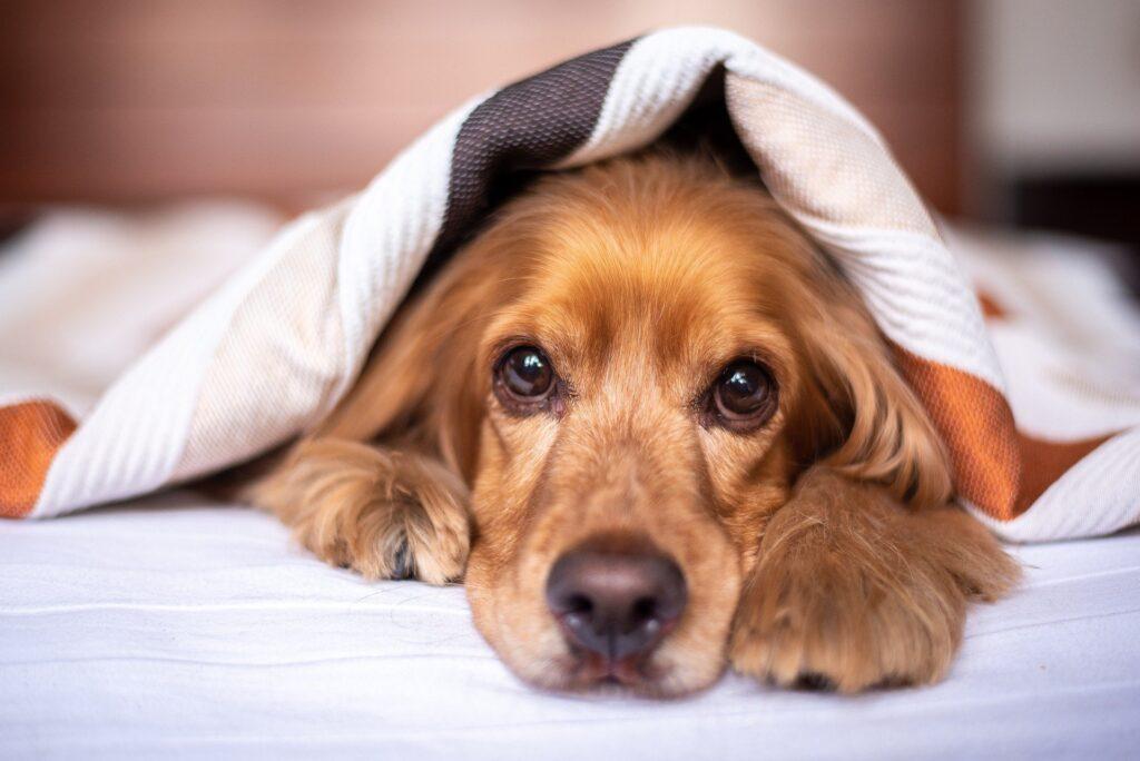 Como eliminar parasitos perro