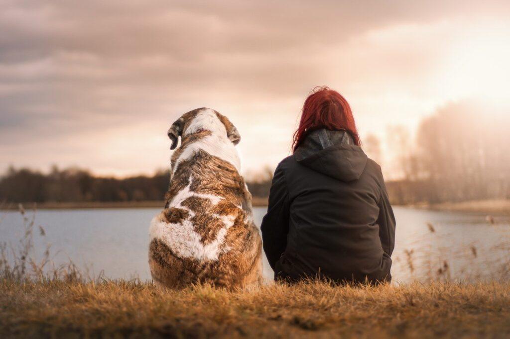 Estres en perros y gatos