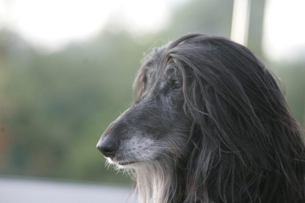 Perro Afgano