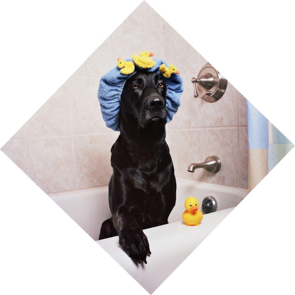 Perro bano