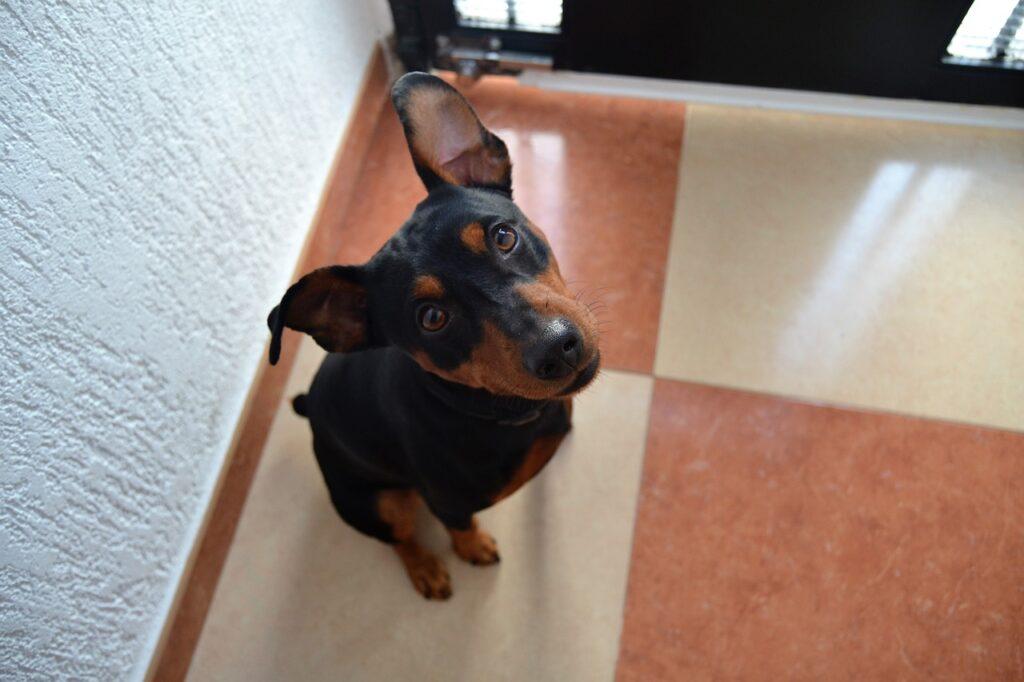 Pinscher Enano