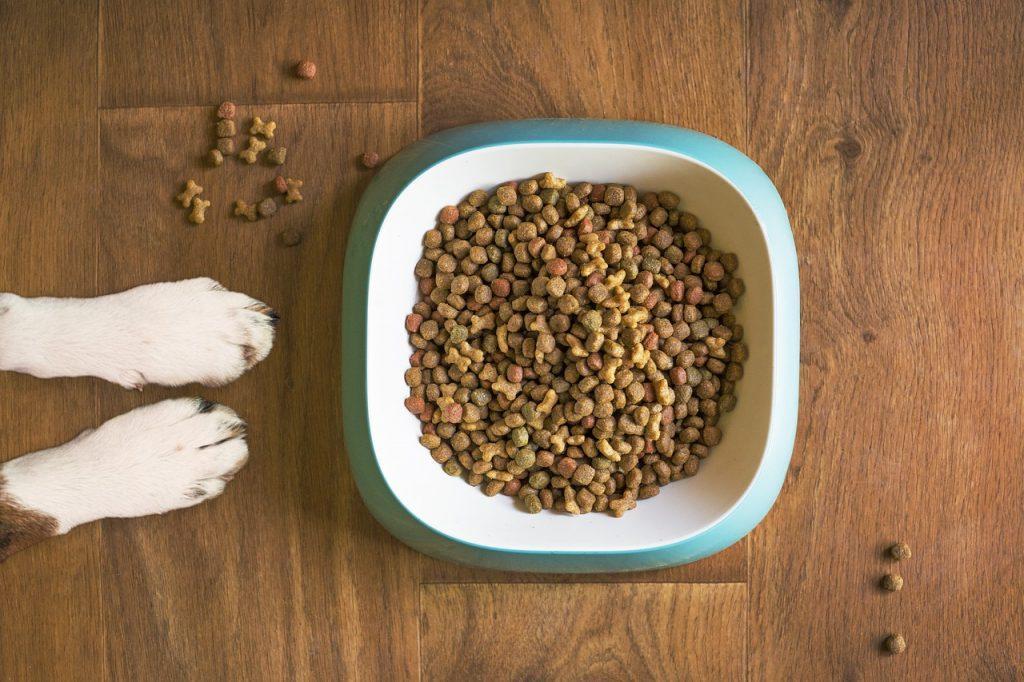 La Mejor Comida Para Perros 1024x682