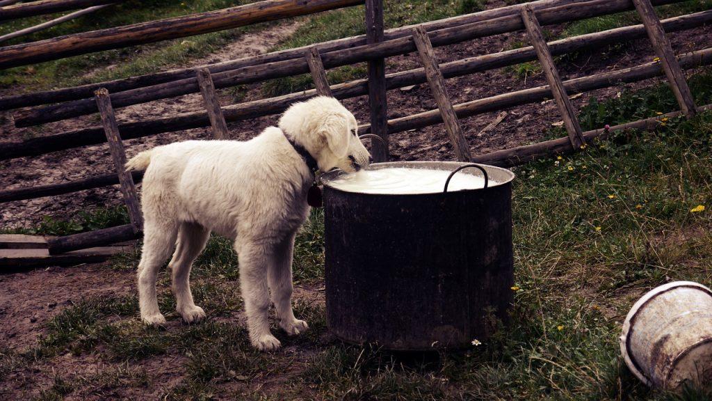Alimentos Naturales Para Mascotas 1024x576