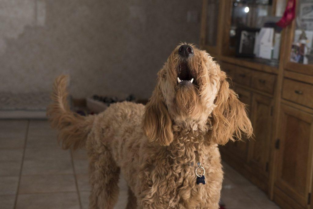 Como Entrenar A Tu Perro Para Que No Ladre 1024x682