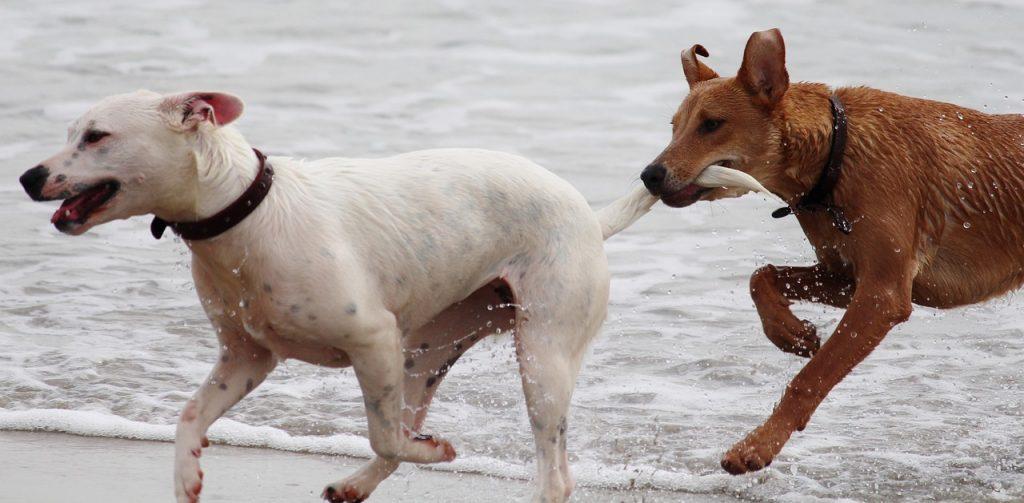 Como Entrenar A Tu Perro Para Que No Muerda 1024x503