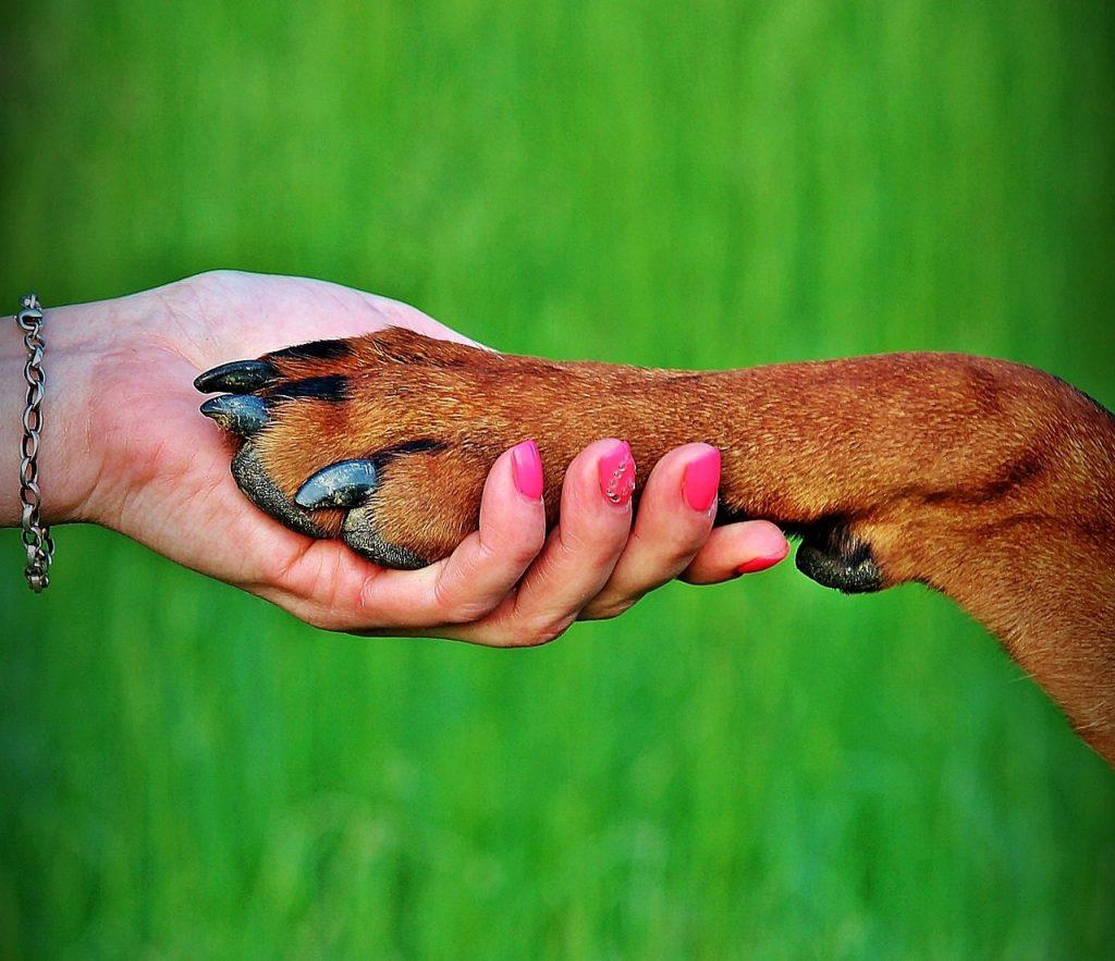 Como Entrenar A Tu Perro Para Que De La Pata 1024x883