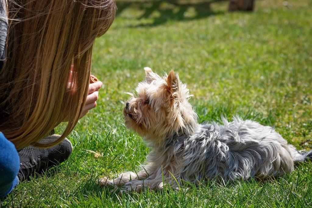 Consejos Para Entrenar A Tu Perro 1024x682