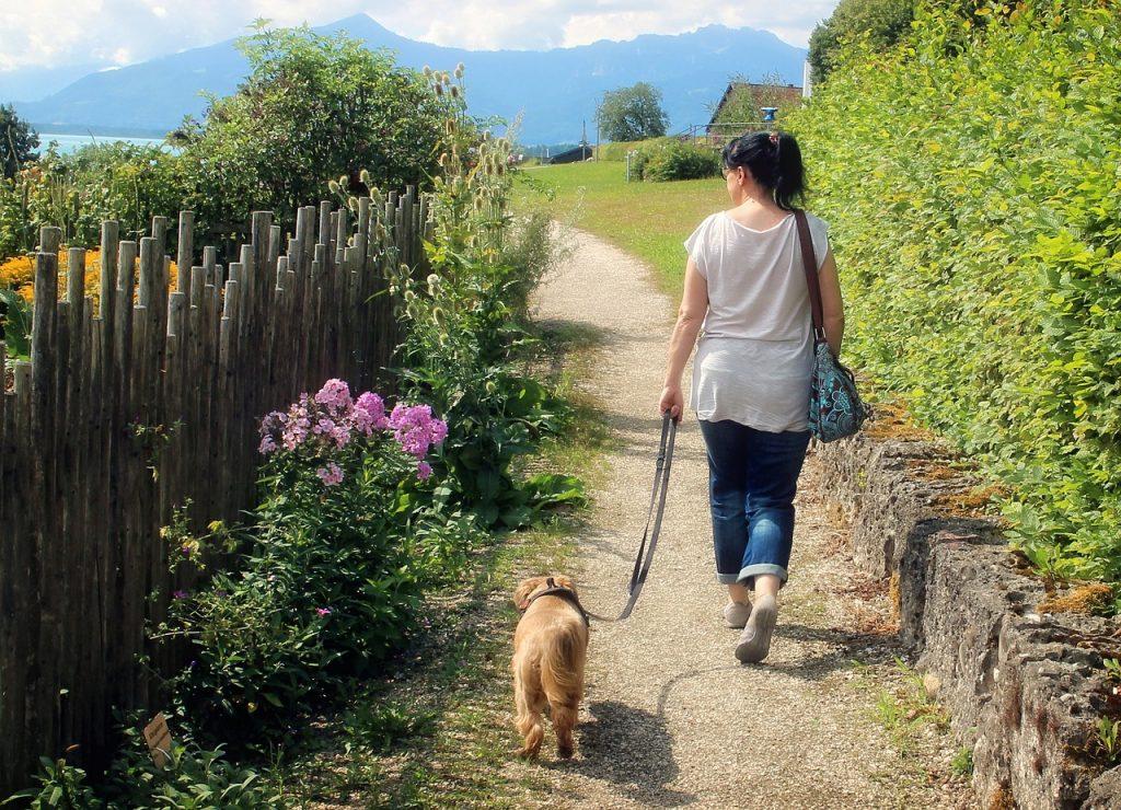 Como entrenar a tu perro a caminar junto Pasear Perro Junto 1024x740
