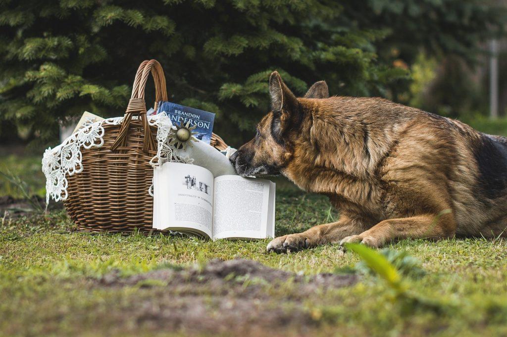 Recetas De Comida Para Perros 1024x682