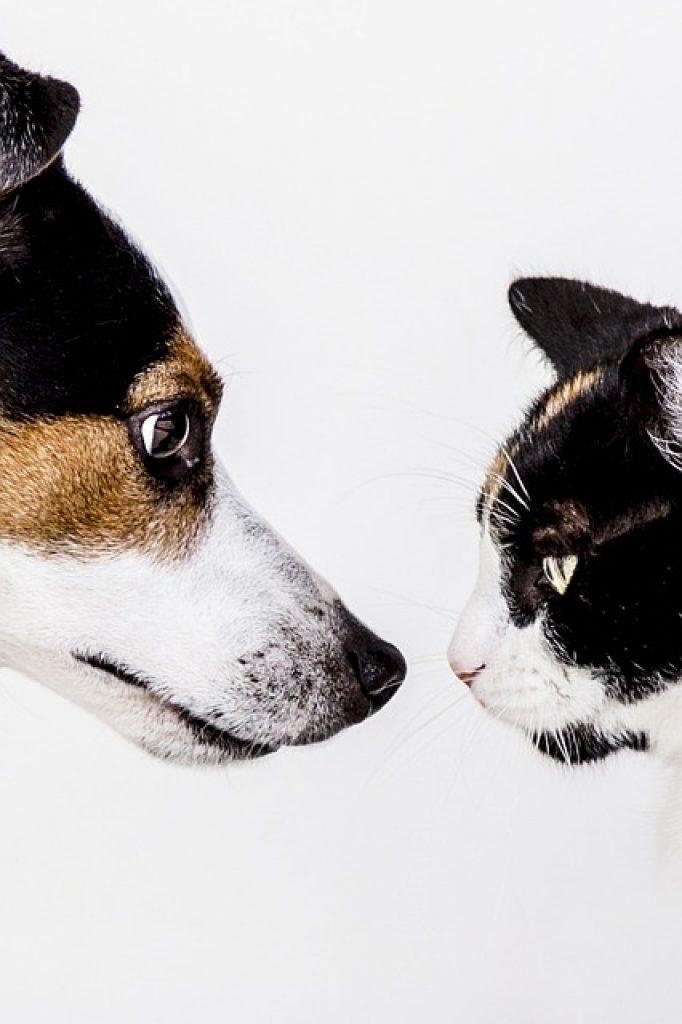 Animals G1f3df1f10 640 682x1024