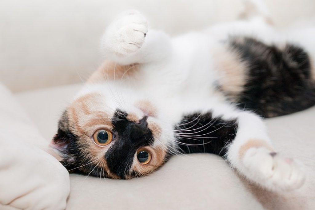 Cat G86546952c 640 1024x683