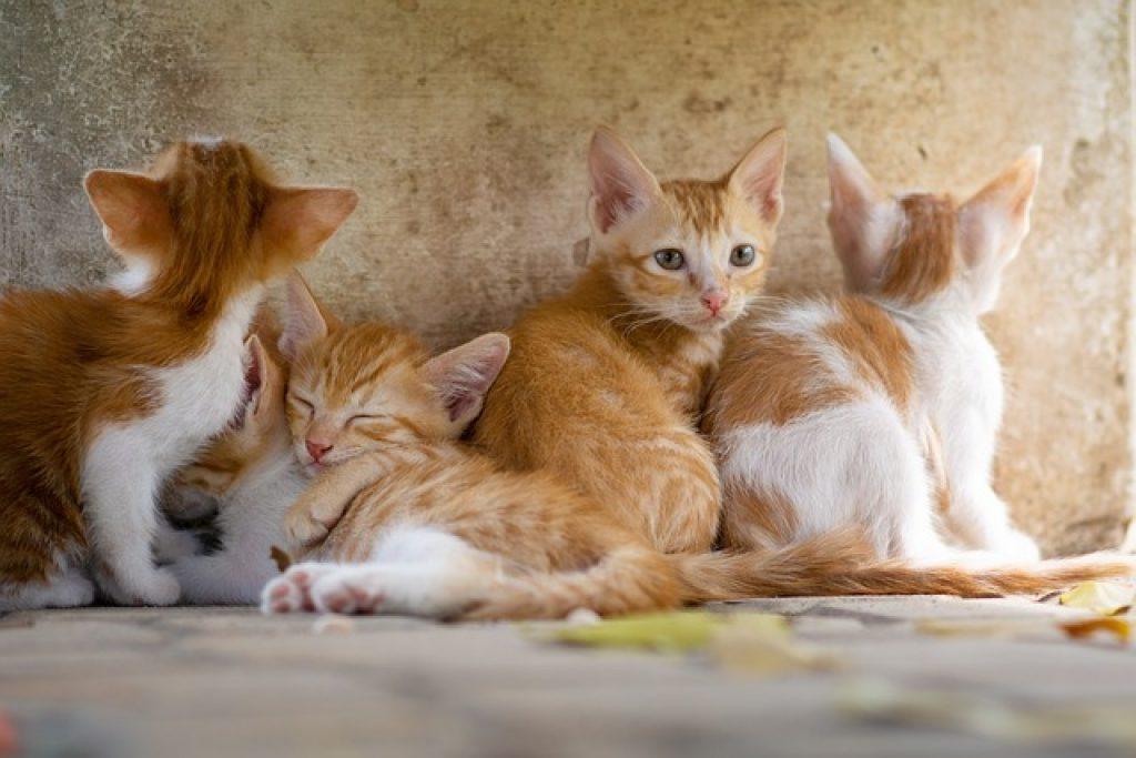 Cat Gdf5a96124 640 1024x683
