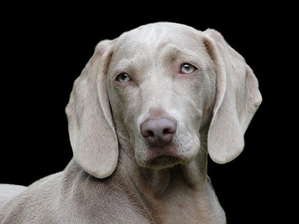 Dog G6876e86ce 640 1024x768