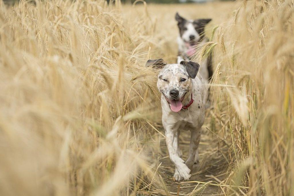 Dogs G581b288b8 640 1024x683
