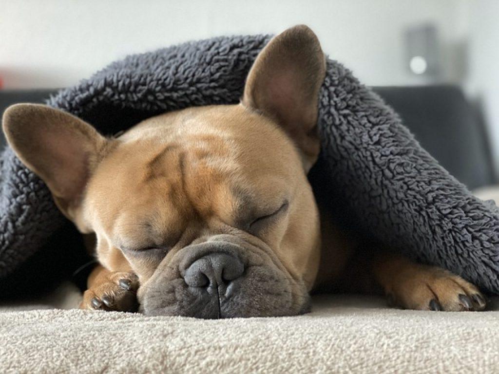 French Bulldog G1dc8ba01f 640 1024x768