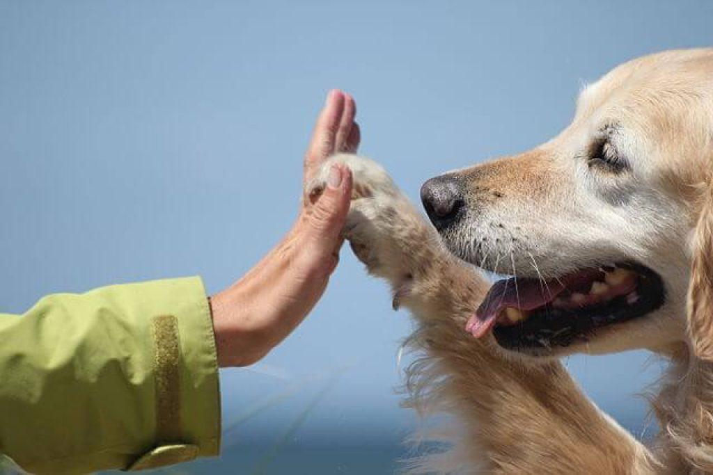 Como Influyen Las Mascotas En La Salud Mental 1024x683