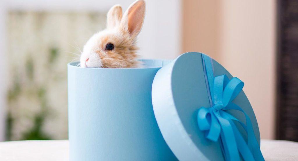 ¿Cuál es la mascota más pequeña? Cual Es La Mascota Mas Pequena 1024x554