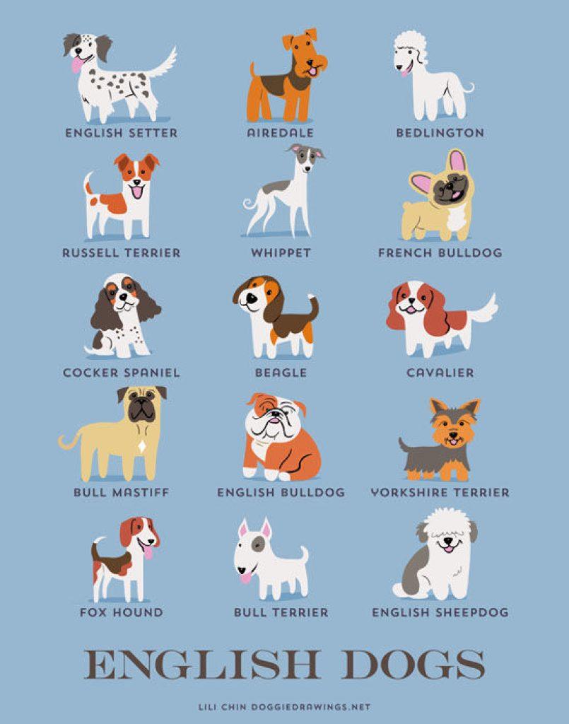 Cuales Son Los Tipos De Mascotas 805x1024