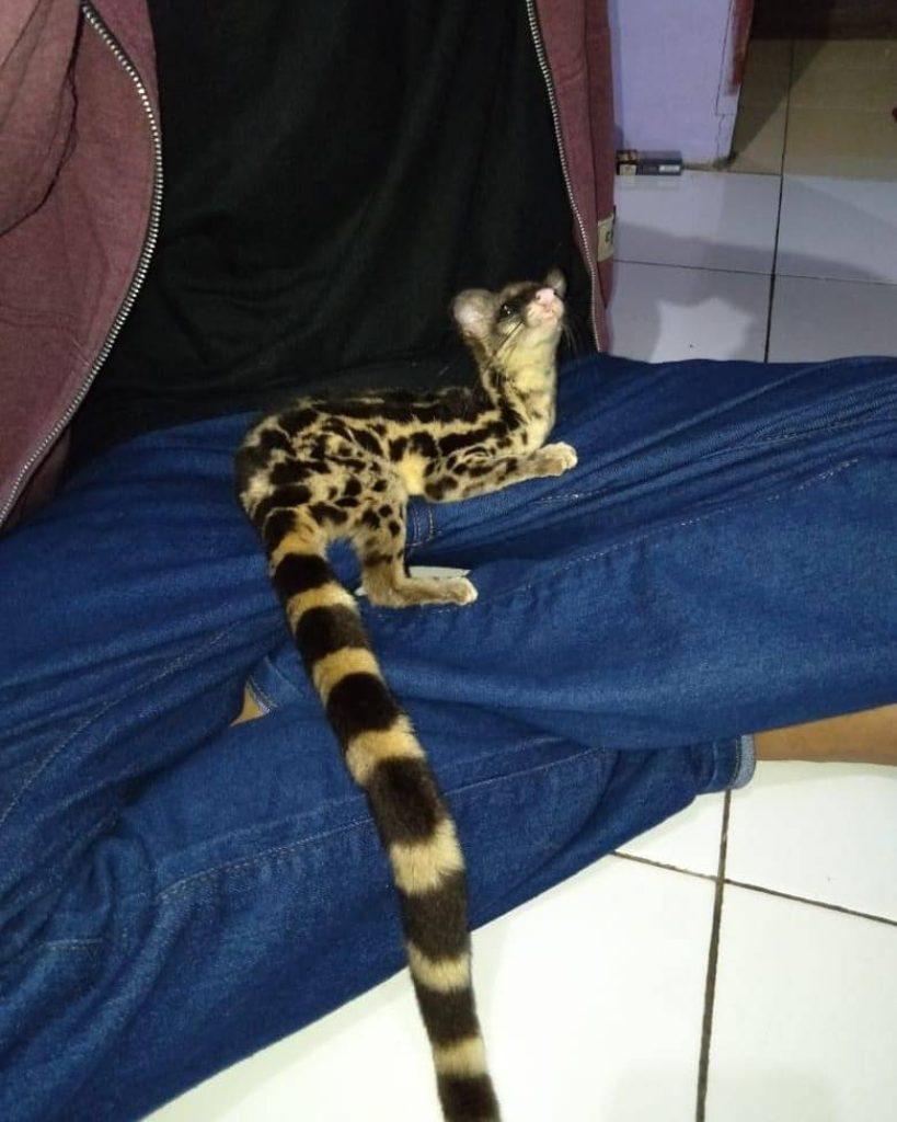 Que Mascotas Podemos Tener En Casa 819x1024