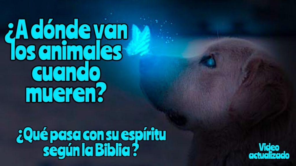 ¿Qué pasa con el alma de las mascotas? Que Pasa Con El Alma De Las Mascotas 1024x576