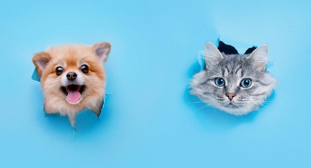 Que Tipo De Mascotas Prefiere La Gente 1024x555