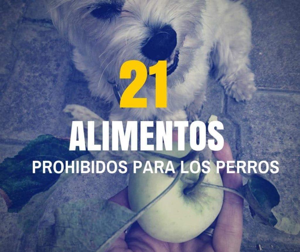Un Perro Puede Comer Almendras Crudas 1024x858