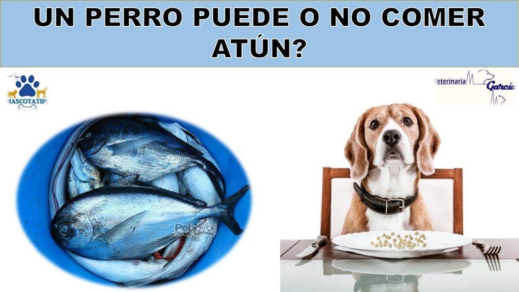 Un Perro Puede Comer Atun 1024x576