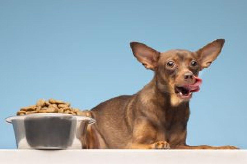 Un Perro Puede Comer Boniato Cocido 1024x683