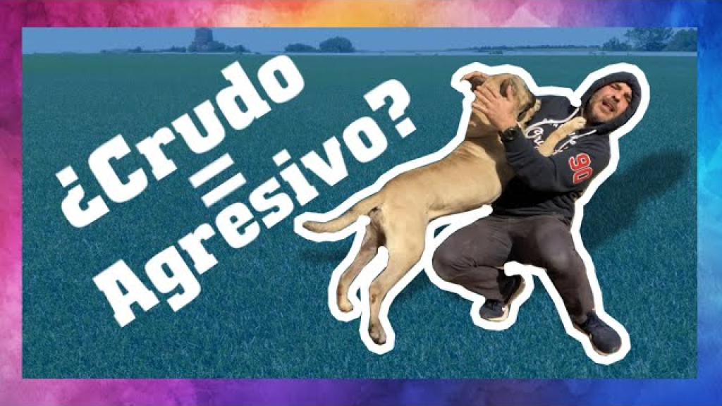 Un Perro Puede Comer Calamares Cocidos 1024x576