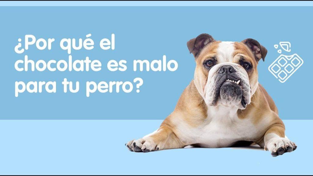 Un Perro Puede Comer Chocolate Blanco 1024x576
