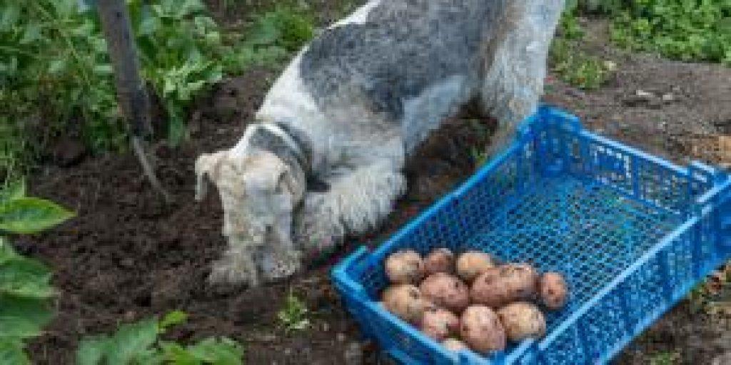 Un Perro Puede Comer Coliflor Cocida 1024x512