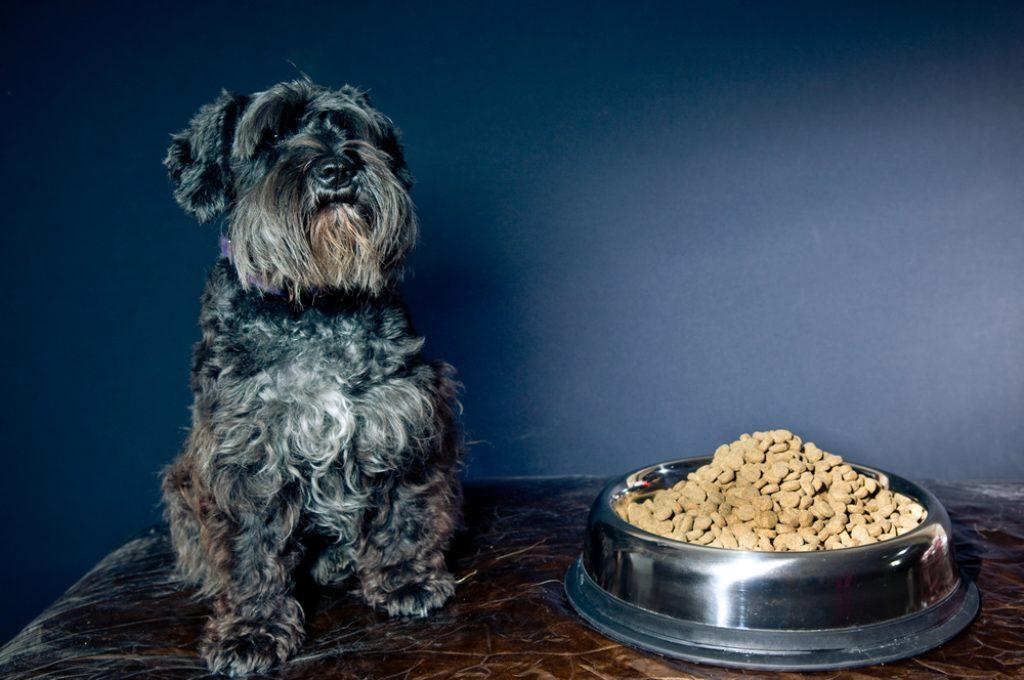 Un Perro Puede Comer Croquetas De Pollo Caseras 1024x680