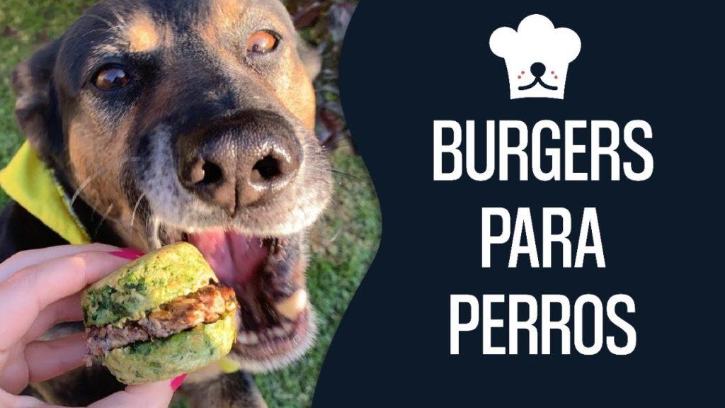 Un Perro Puede Comer Hamburguesas De Ternera Caseras 1024x576