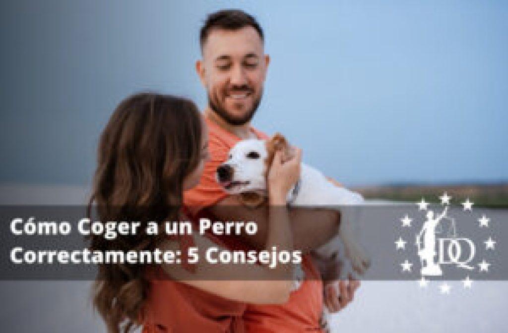 Un Perro Puede Comer Harina De Avena Cocida 1024x672