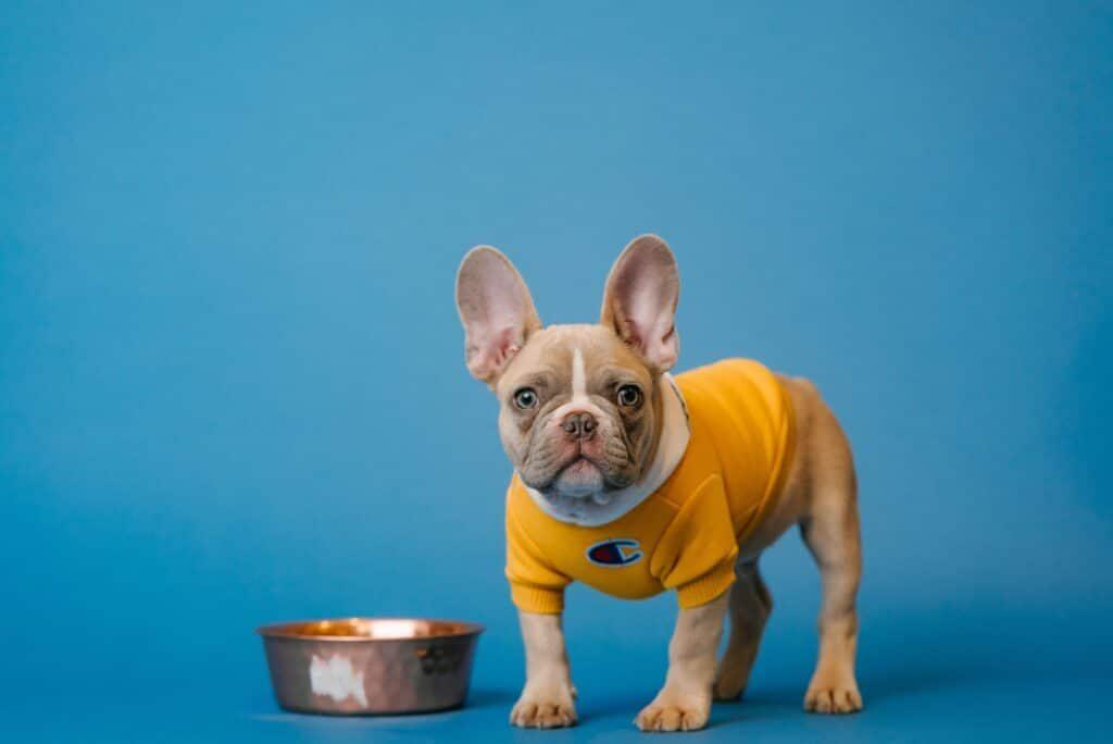 Un Perro Puede Comer Leche De Coco Sin Azucar 1024x684