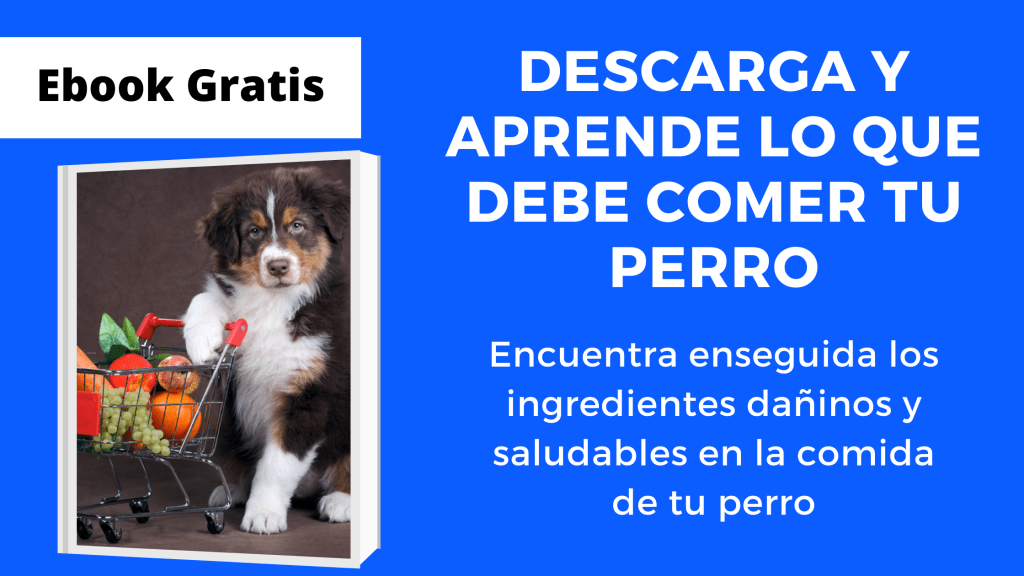 Un Perro Puede Comer Lentejas Cocidas 1024x576