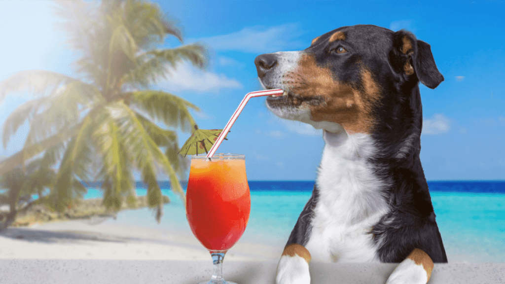 Un Perro Puede Comer Melocoton 1024x576