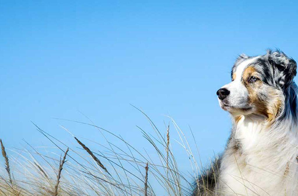 ¿Un perro puede comer pan? Un Perro Puede Comer Pan 1024x675