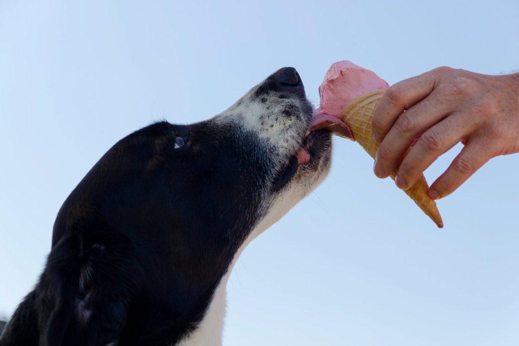 Un Perro Puede Comer Pastel De Manzana Sin Azucar 1024x683