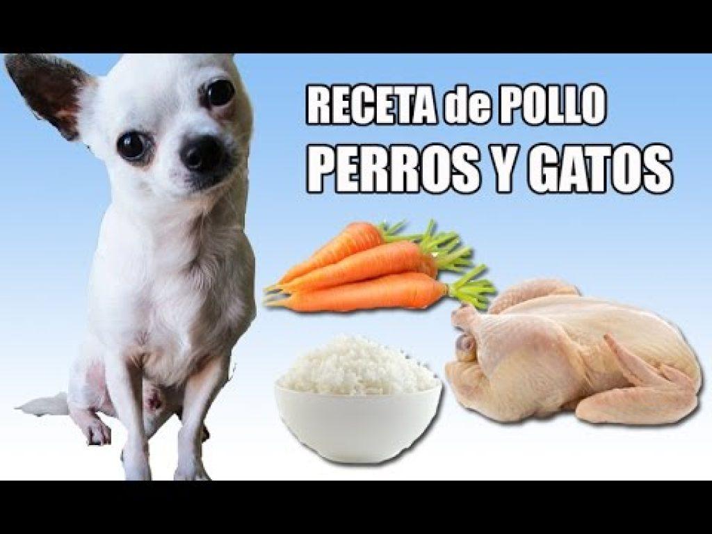 Un Perro Puede Comer Pastel De Zanahoria Sin Azucar Ni Crema De Queso 1024x768
