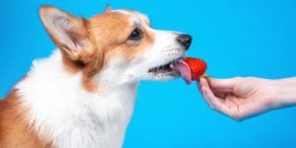 Un Perro Puede Comer Patatas Fritas De Bolsa Sin Sal 1024x512