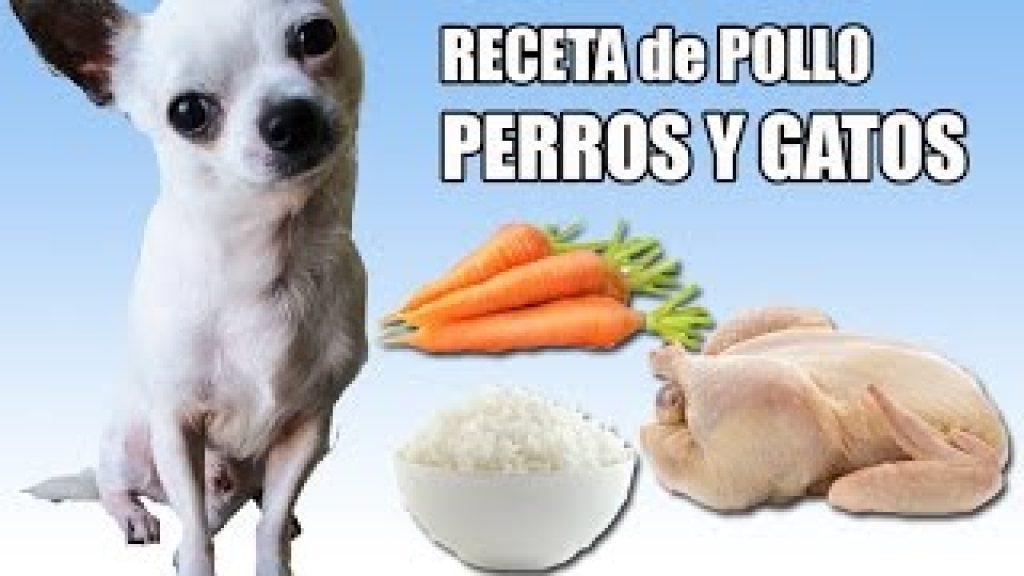 Un Perro Puede Comer Pate De Higado De Pollo Casero 1024x576