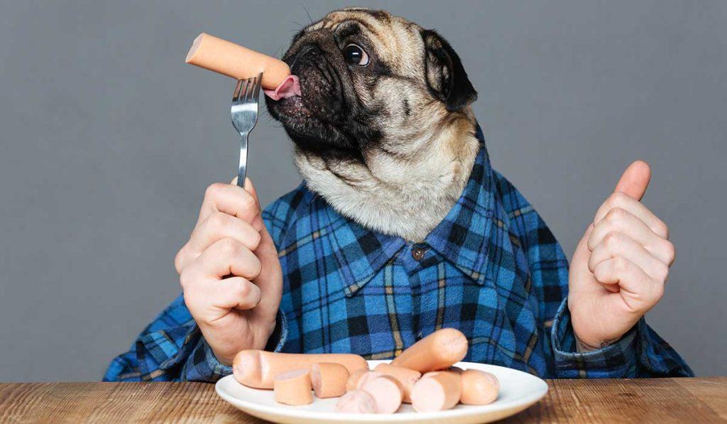 Un Perro Puede Comer Pavo Cocido 1024x597