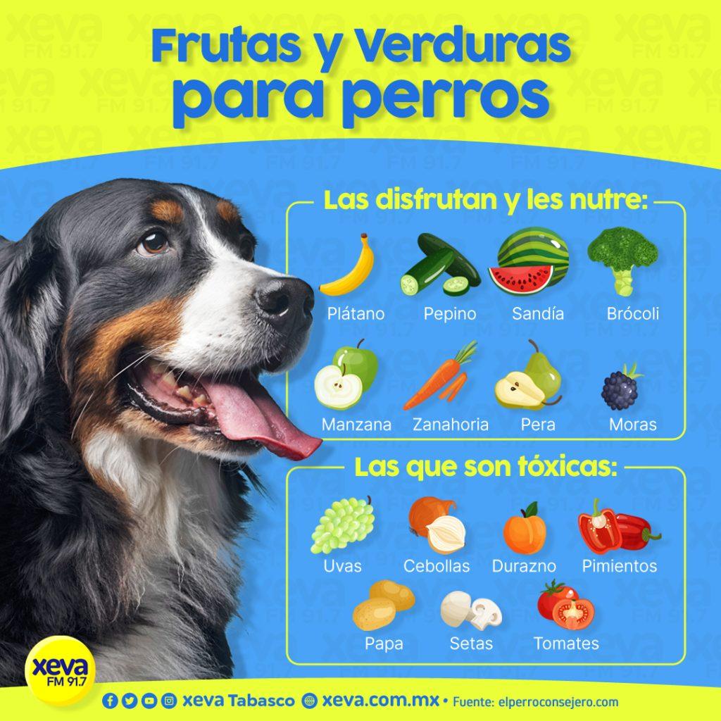 Un Perro Puede Comer Pera 1024x1024