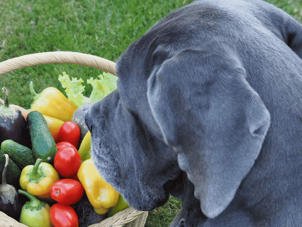 ¿Un perro puede comer queso parmesano? Un Perro Puede Comer Queso Parmesano 1024x768
