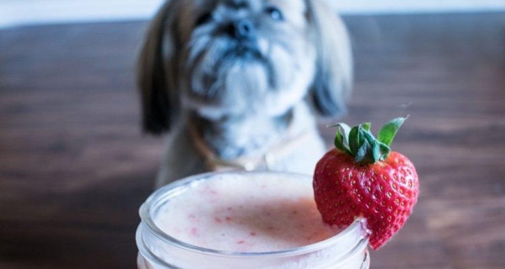 ¿Un perro puede comer salsa de yogur sin azúcar? Un Perro Puede Comer Salsa De Yogur Sin Azucar 1024x546