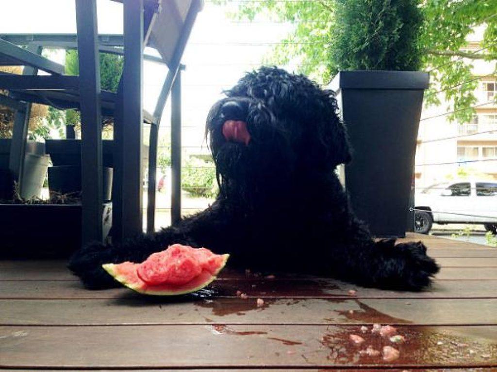 Un Perro Puede Comer Sandia 1024x768