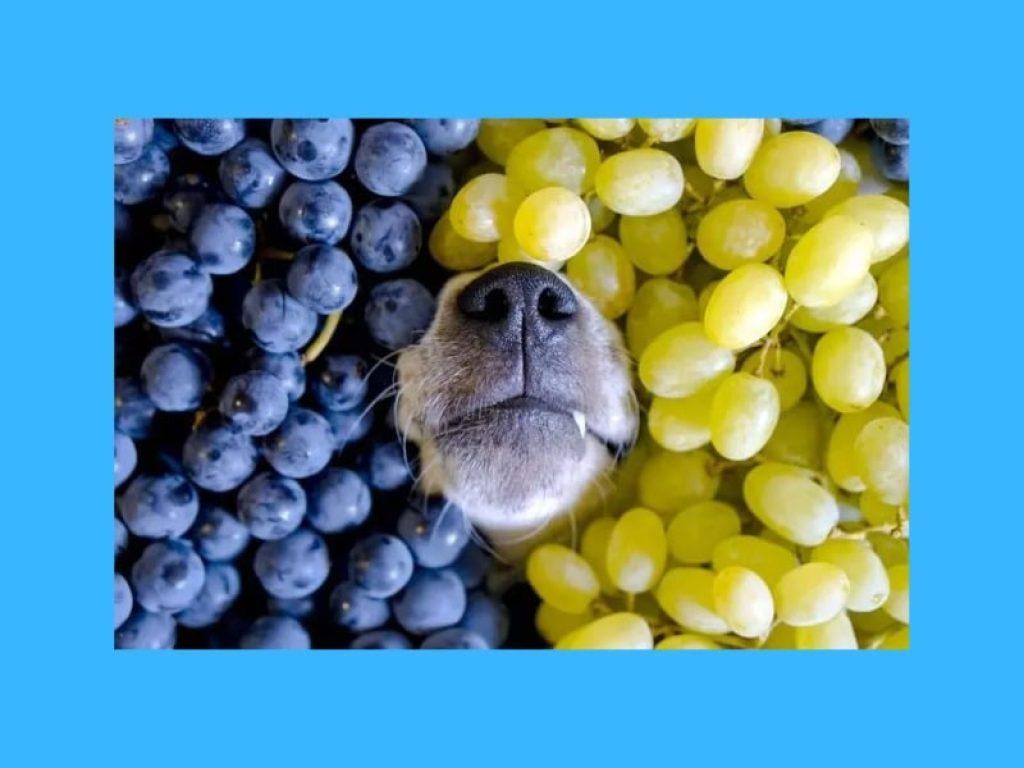 Un Perro Puede Comer Uvas 1024x768