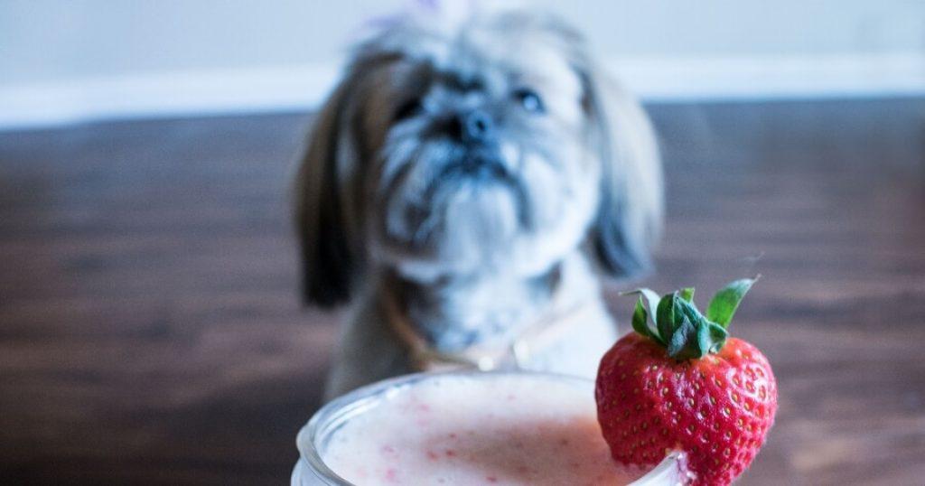 Un Perro Puede Comer Yogurt Natural Sin Azucar 1024x538